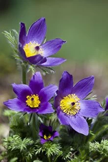 Images Dated 2nd April 2011: Pasque Flower - in garden