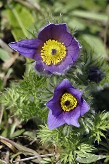 Images Dated 27th March 2007: Pasque flower - hybrid plant in garden, Lower Saxony, Germany