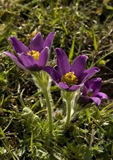 Images Dated 2nd May 2005: Pasque flowers. Rare plant in UK