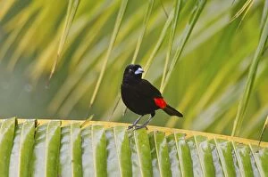 Passerinis Tanager / Scarlet-rumped Tanager