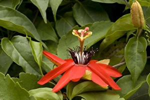 Images Dated 1st March 2006: Passion flower. Costa Rica