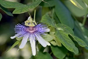 Images Dated 2nd June 2006: Passion flower. Endemic in western Ecuador and northern Peru