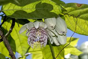 Passion flower. Fruits edible. Native to Bolivia and Brazil. Fort Lauderdale, Florida, USA