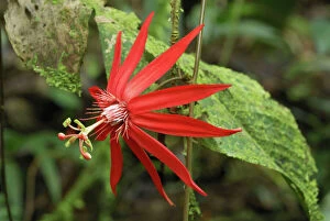 Images Dated 20th March 2006: Passion Flower (Passiflora vitifolia)