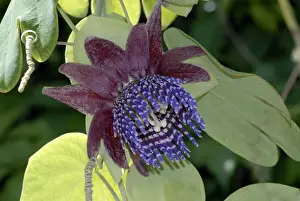 Passion Flower / Trilobed Passion Flower / Twelve-petaled Passion Flower. Occurs in western South America, especially Bolivia and Peru. Fort Lauderdale, Florida, USA