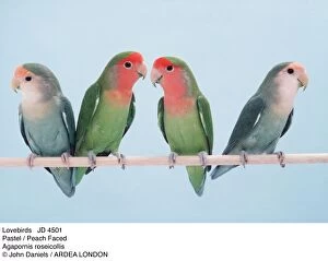 Aviary Gallery: Pastel / Peach-Faced  / Rosy-faced Lovebirds - four on perch