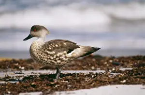 Patagonian Crested Duck - Andes, Patagonia, Falklands