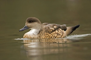 Images Dated 9th February 2007: Patagonian Crested Duck On the water South America