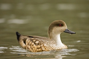 Images Dated 9th February 2007: Patagonian Crested Duck On the water South America