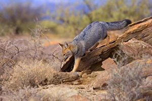 Images Dated 3rd May 2010: Patagonian Fox / Argentine Gray Fox / Argentine