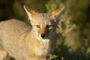 Images Dated 27th February 2010: Patagonian Fox / Argentine Gray Fox / Argentine Grey Fox / South American Gray Fox / South