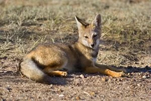 Images Dated 27th February 2010: Patagonian Fox / Argentine Gray Fox / Argentine Grey Fox / South American Gray Fox / South