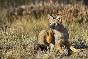 Patagonian Fox / Argentine Gray Fox / Argentine Grey Fox / South American Gray Fox / South American Grey Fox / Chilla - young fox lying in the pampa scratching itself behind the ears - Reserva Faunistica Peninsula Valdes - UNESCO World Heritage Site