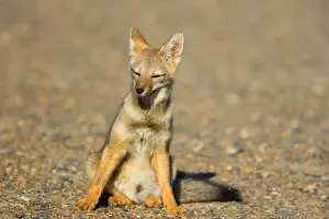 Patagonian Fox / Argentine Gray Fox / Argentine Grey Fox / South American Gray Fox / South American Grey Fox / Chilla - young fox sitting in the pampa resting - Reserva Faunistica Peninsula Valdes - UNESCO World Heritage Site - Atlantic Coast