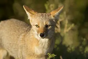 Patagonian Fox / Argentine Gray Fox / Argentine Grey Fox / South American Gray Fox / South American Grey Fox / Chilla - portrait of a young fox - Reserva Faunistica Peninsula Valdes - UNESCO World Heritage Site - Atlantic Coast - Patagonia