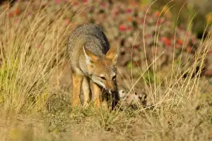 Patagonian Fox / Argentine Gray Fox / Argentine Grey Fox / South American Gray Fox / South American Grey Fox / Chilla - young fox strolling through the pampa searching for something edible - Reserva Faunistica Peninsula Valdes - UNESCO World