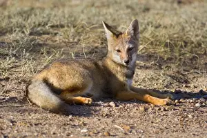 Patagonian Fox / Argentine Gray Fox / Argentine Grey Fox / South American Gray Fox / South American Grey Fox / Chilla - young fox lying in the pampa resting - Reserva Faunistica Peninsula Valdes - UNESCO World Heritage Site - Atlantic Coast