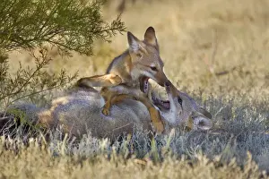 Patagonian Fox / Argentine Gray Fox / Argentine Grey Fox / South American Gray Fox / South American Grey Fox / Chilla - two young foxes playing with each other in the pampa - Reserva Faunistica Peninsula Valdes - UNESCO World Heritage Site
