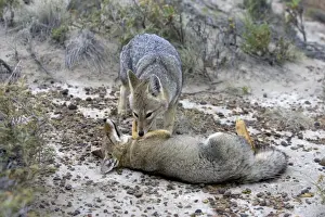 Patagonian Grey fox - grooming each other Patagonia: southern Argentina and Chile