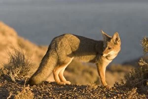 Images Dated 24th March 2005: Patagonian Grey Fox Patagonia: southern Argentina and Chile