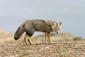 Patagonian Grey Fox Patagonia: Southern Argentina and Chile