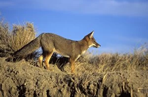 Images Dated 28th April 2005: Patagonian Grey Fox Photographed on the coast of Patagonia Latin can also be Dusicyon griseus