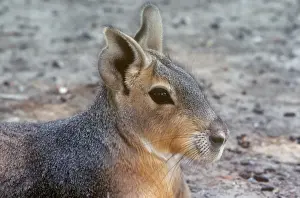 Patagonian Mara