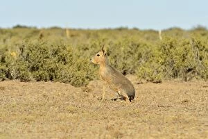 Images Dated 31st December 2013: Patagonian Mara / Cavy / Hare / Dillaby