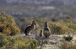 Patagonian Cavy Collection: Patagonian Mara - family - South America, Argentina, Patagonia