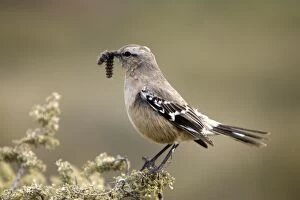 Patagonian Mockingbird - with grub in beak