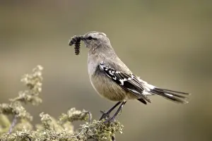 Grub Prints: Patagonian Mockingbird - with grub in beak South America: South Argentina and South Chile