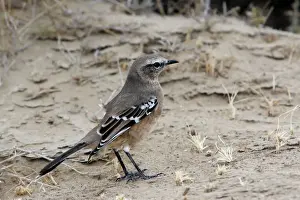 Mockingbird Prints: Patagonian Mockingbird. Valdes peninsula - Argentina