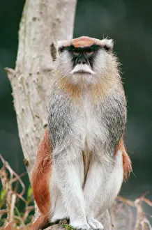 Monkeys Prints: Patas Monkey CAN 1454 Erythrocebus patas © John Cancalosi / ardea. com