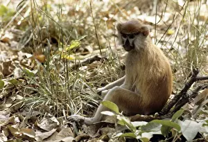 Gambia Prints: Patas Monkey - Gambia