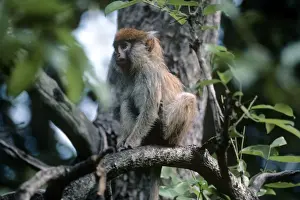 Gambia Prints: Patas Monkey - juvenile - Gambia