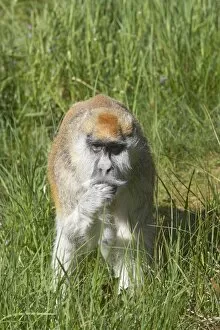Images Dated 17th October 2007: Patas Monkey - Searching for food in grassland