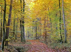 Orange Prints: path in forest path leading through beech forest with colourful autumn foliage Baden-Wuerttemberg