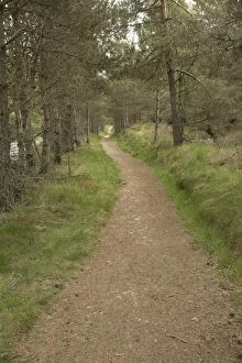 Path / Trail