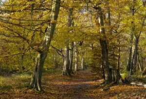 Images Dated 20th November 2011: Pathway through old hornbeams - in autumn in Great Wood - Plantlife Reserve at Ranscombe Farm