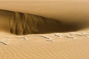 Images Dated 17th October 2008: Pattern in the sand created by the wind - Dune Fields - Namib Desert - Namibia - Africa