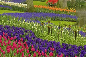 Images Dated 11th March 2011: Pattern of tulips hyacinth, and Grape Hyacinth