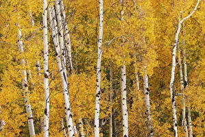 Fall Collection: Pattern of white tree trunks among golden aspen leaves, Grand Teton National Park