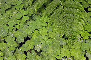 Wood Gallery: Pattern in wood Sorrel. Redwood National Park, California