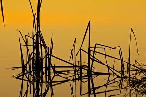 Images Dated 22nd December 2008: Patterns of reeds in lake at sunset