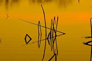 Images Dated 22nd December 2008: Patterns of reeds in lake at sunset, Arizona