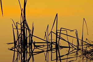 Images Dated 22nd December 2008: Patterns of reeds in lake at sunset, Arizona