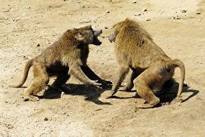 Pavian Baboons fighting