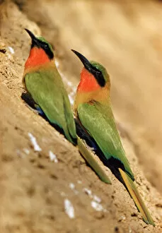Pb-73 Red-Throated Bee-Eater