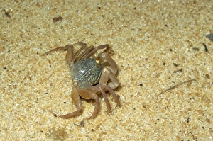 Images Dated 21st June 2007: Pea Crab