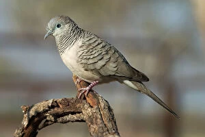 Images Dated 20th September 2004: Peaceful Dove - Found throughout most of Australia except the southwest